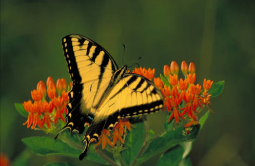 Tiger_swallowtail_on_Butterfly_weed