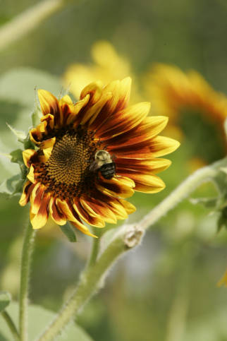 Sunflower_and_bee