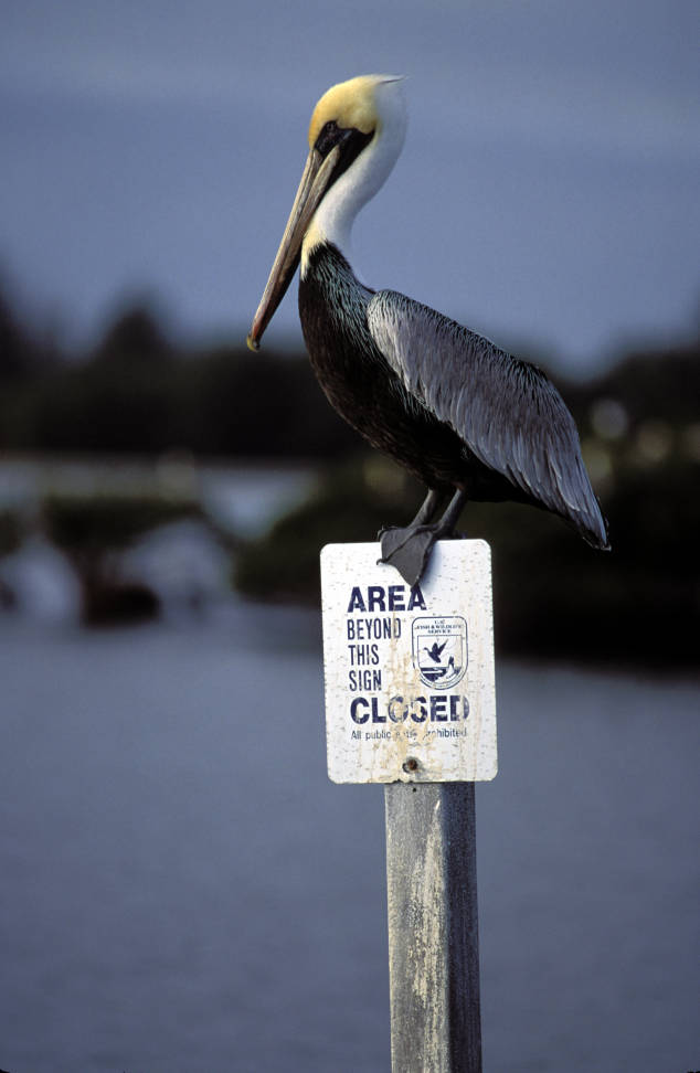 Brown_pelican_perches_on_refuge_sign